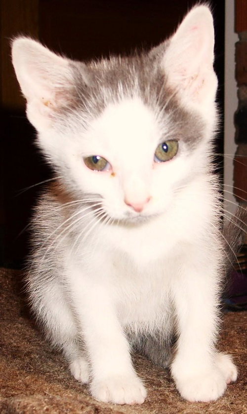 Fred