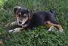 Molly