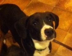 Brutus