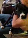 Brutus