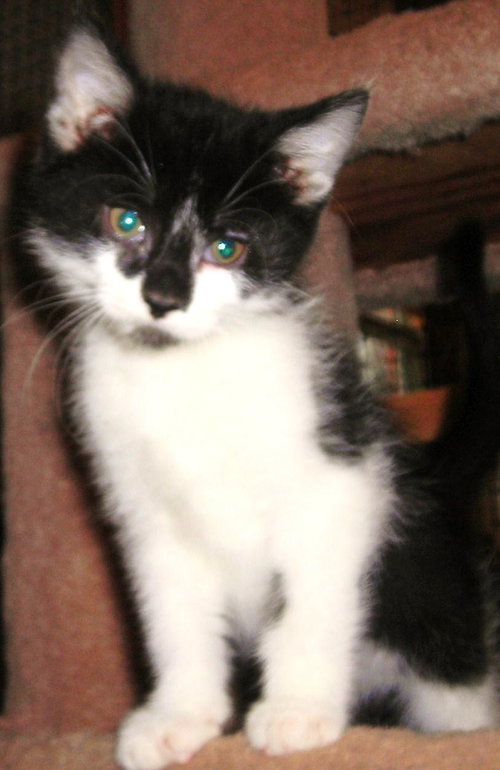 Sookie