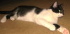 Sookie