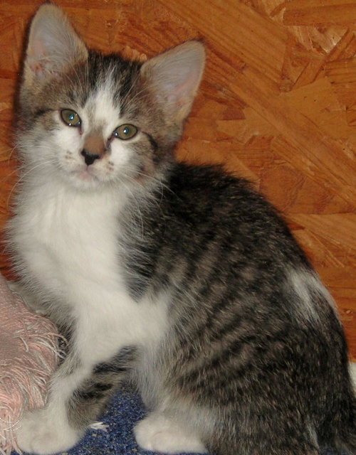 Skipper