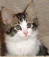 Sawyer