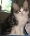 Sawyer