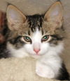 Sawyer