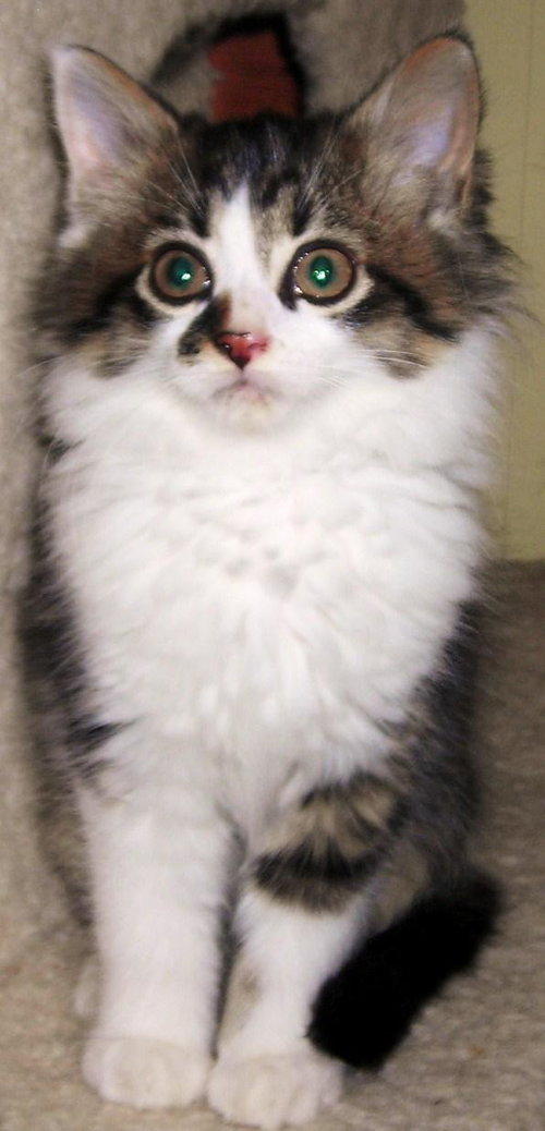 Huckleberry