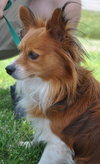 Skipper