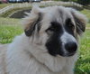 Anja