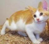 Opie