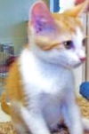 Opie