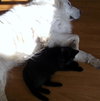 Cuddles