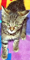 Gidget