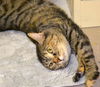 Tigerlily