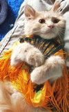 Cookie