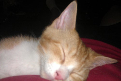 Mittens