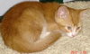 Mittens