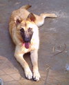 Misha