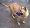 Misha