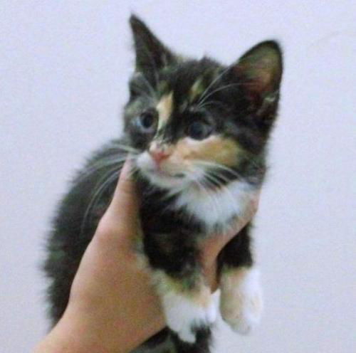 Isabella
