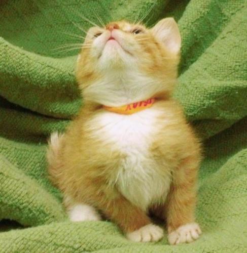 Oscar