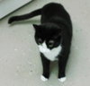 Miss Priss