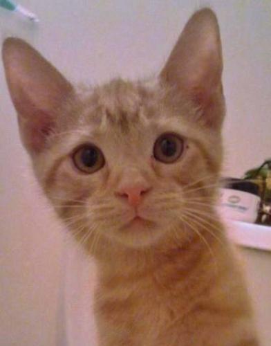 Fernando