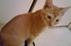 Cooper