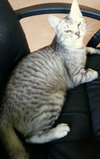 Athena