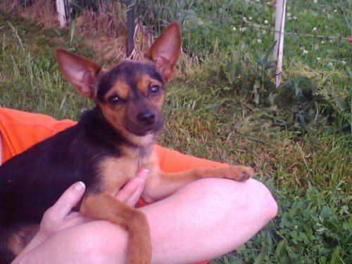 Toby