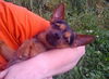 Toby