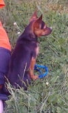 Toby
