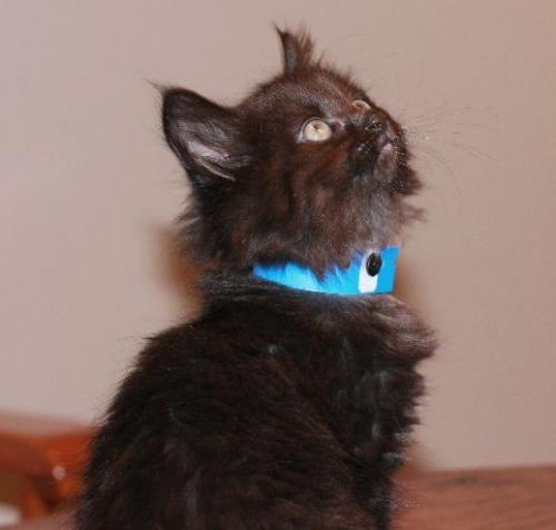 Coco