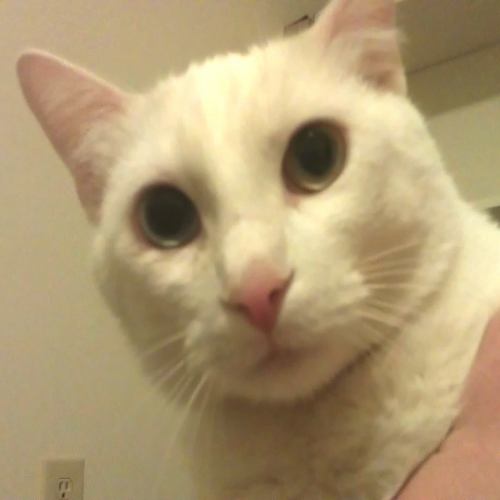 Bowie