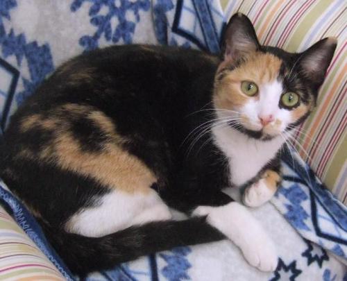 Cleo