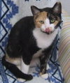 Cleo