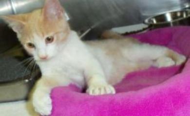 Abner