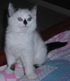 Trudi