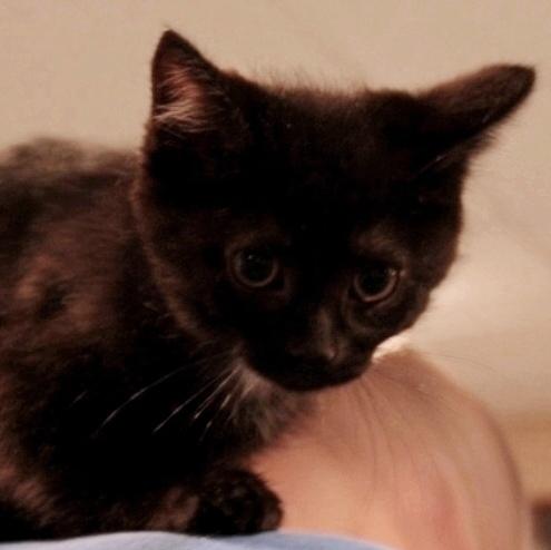 Boo kitty