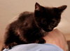 Boo kitty