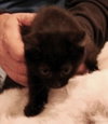 Boo kitty