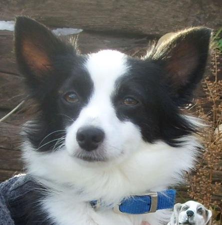 Mollie