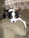 Mollie