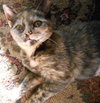 Mitzi