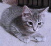 Frankie