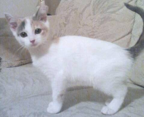 Ava