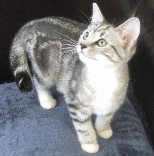 Leila