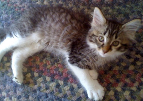 Gilbert