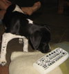 Amadeus