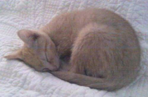 Remy